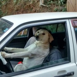 dog driving Meme Template