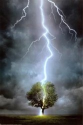 lightning-tree-strike Meme Template
