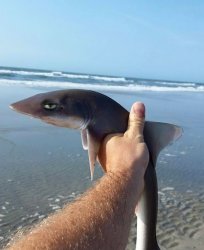 not impressed nosir Meme Template