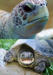 At first Turtle Meme Template