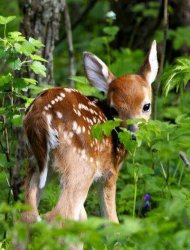 Bad Touch Bambi Meme Template