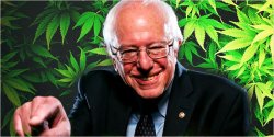 bernie marijuana Meme Template