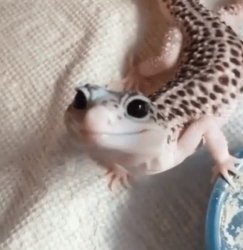 Smiley Gecko Meme Template