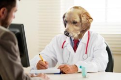 Doctor Dog No idea what i'm doing Meme Template