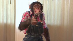 Monkey with a gun Meme Template