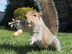 squirrel nut Meme Template