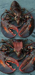 Lobster Madness Meme Template