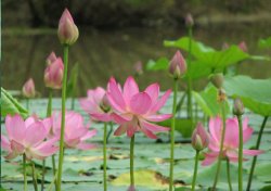 Lotus flowers high in air Meme Template