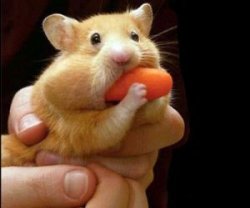 hamster Meme Template
