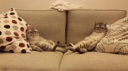 Cats on sofa Meme Template