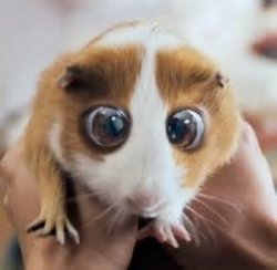 hamster Meme Template