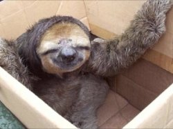 sloth you box Meme Template