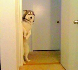 Husky peeking in doorway  Meme Template