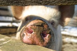 brownnose Meme Template