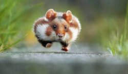 Hamster Meme Template