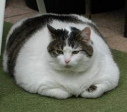 Fat cat Meme Template