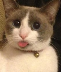 cat sticking tongue out Meme Template