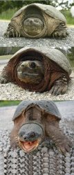 Bad Pun Tortoise Meme Template