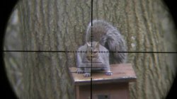 Squirrel Sniper Meme Template