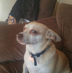 Annoyed Chihuahua Meme Template