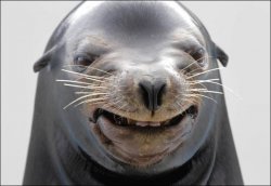 Sea Lion Meme Template