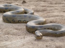 Anaconda Meme Template