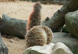 Meerkats Meme Template