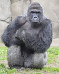 Harambre BLM Meme Template