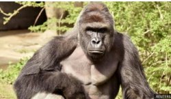 gorillas lives matter! Meme Template