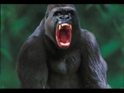 silverback gorilla Meme Template