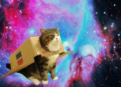 Space cat with box Meme Template