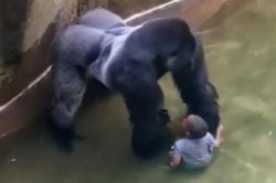 zoo gorilla Meme Template