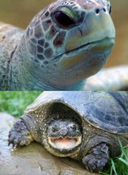Turtles Meme Template