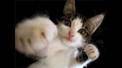 Catboxer Meme Template