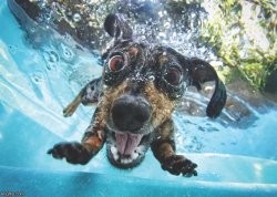 Swimming Dog Meme Template