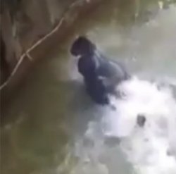 Gorilla dragging boy under water Meme Template