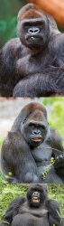 Bad Pun Gorilla Meme Template