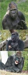 Bad Pun Gorilla Meme Template
