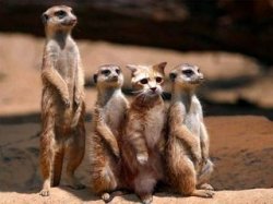 Cat with Meerkats Meme Template