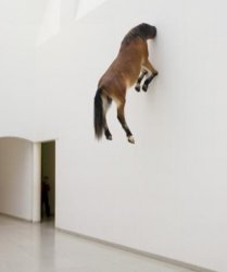Horse in wall Meme Template