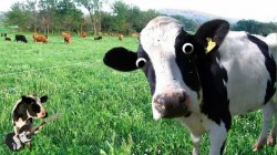 Alarmed Cow Meme Template