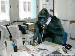 gorilla on phone Meme Template