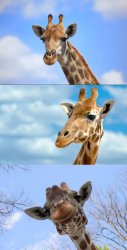 Bad Pun Giraffe Meme Template