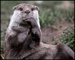 otter thoughts Meme Template