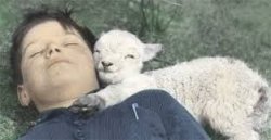 Sheep be smiling Meme Template