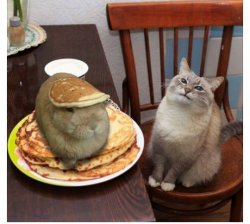 pancakerabbit Meme Template