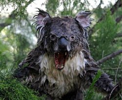 angry koala Meme Template