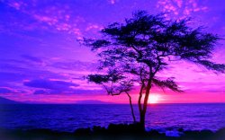 Purple sunset tree Meme Template