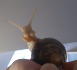 Pear the snail Meme Template