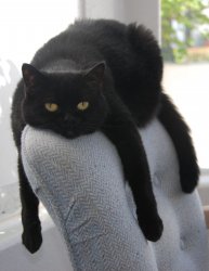 Black Cat Draped on Chair Meme Template